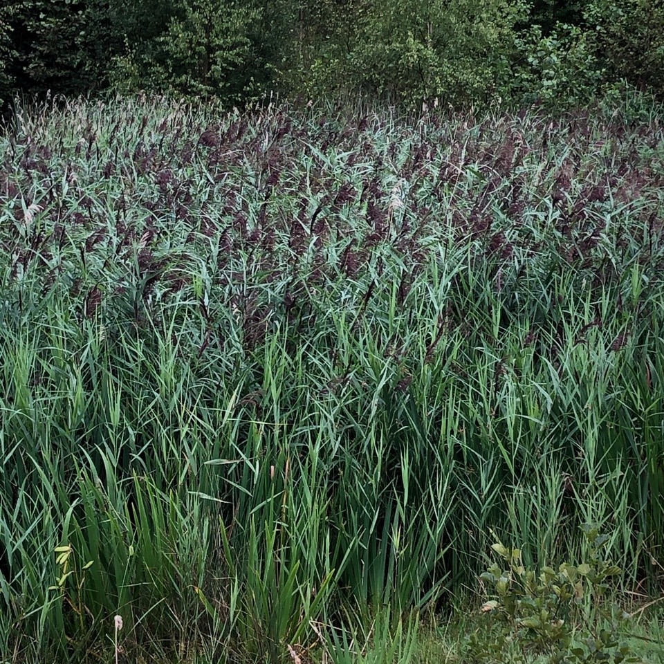 Common Reed (Phragmites australis), Brodsworth Community Woodland