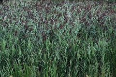 Common Reed (Phragmites australis), Brodsworth Community Woodland