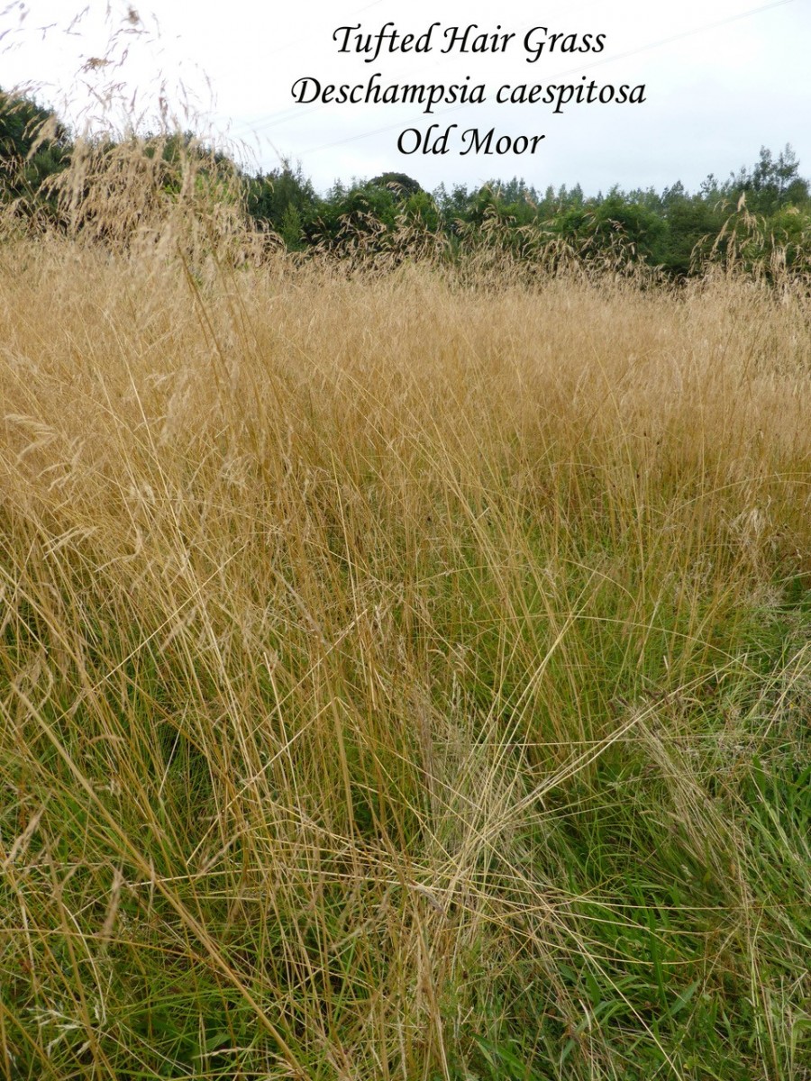 Tufted Hair Grass (Deschampsia caespitosa), Old Moor