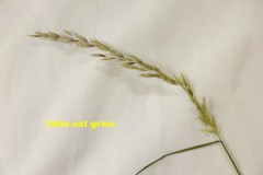 False Oat Grass (Arrhenatherum elatius), Anston Stones Wood