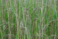 Tufted Hair Grass (Deschampsia caespitosa), Old Moor
