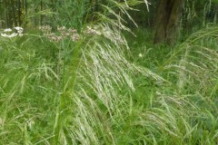 Wavy Hair grass (Deschampsia flexuosa), Location unkown