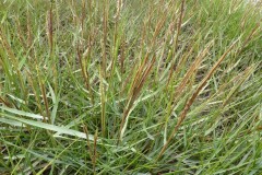 Cord Grass (Spartina sp.), Sammy’s Point, Near Spurn Point