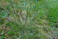 Mat-grass (Nardus sticta), Shropshire
