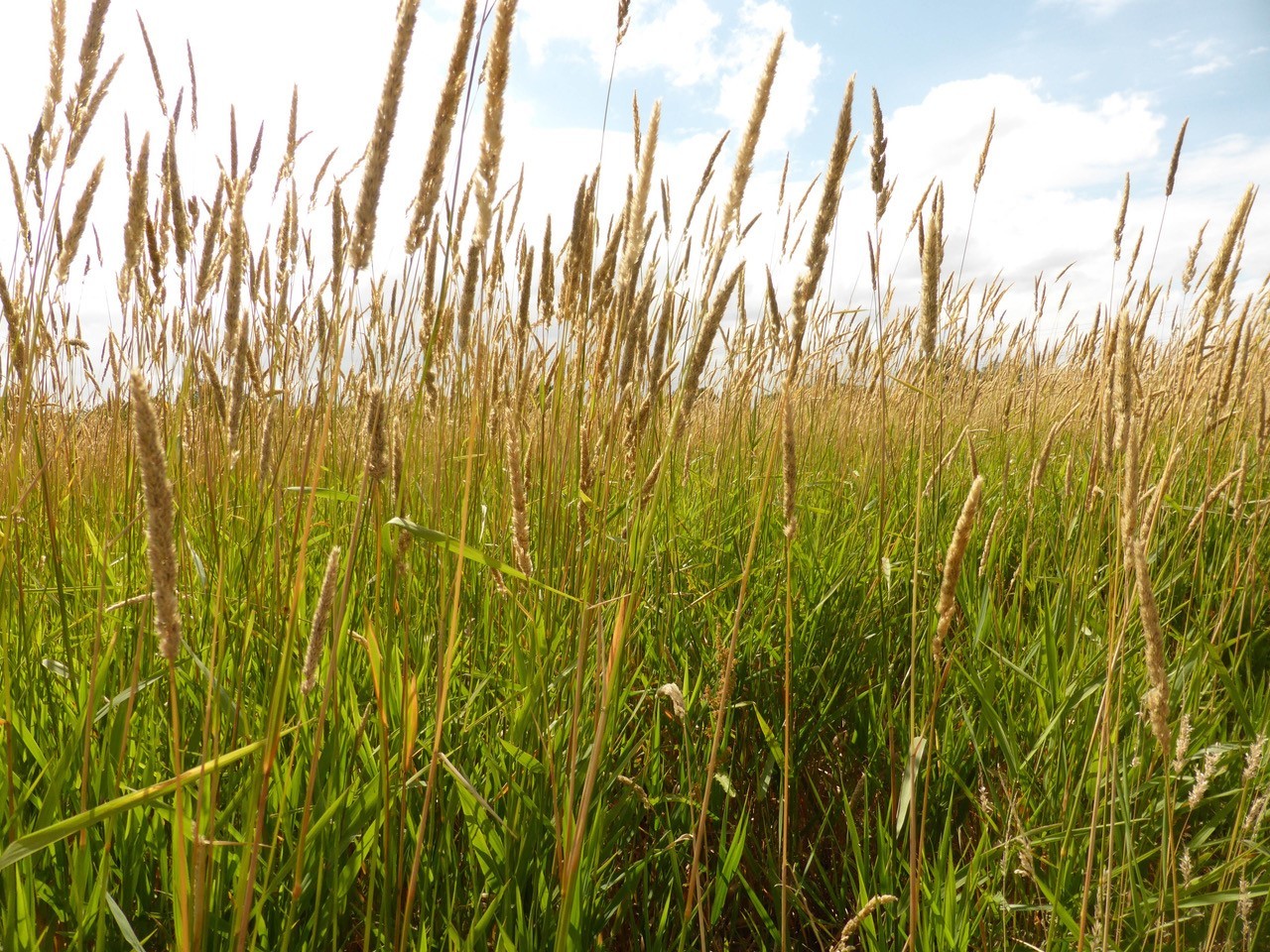 Reed Canary Grass (Phalaris arundinacea), Moss Hill Farm