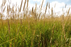 Reed Canary Grass (Phalaris arundinacea), Moss Hill Farm