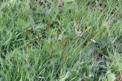 Sweet Vernal grass (Anthoxathum odoratum), Old Moor