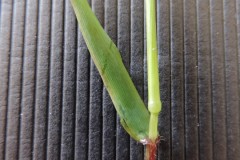 Sweet Vernal grass (Anthoxathum odoratum), Old Moor