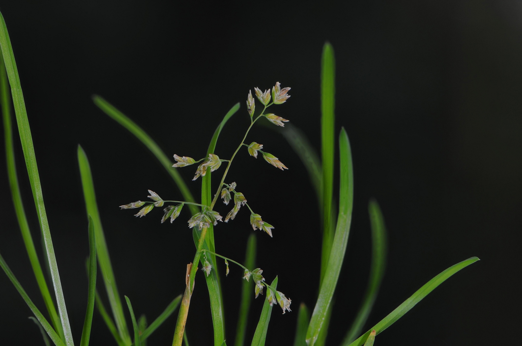 Annual Meadow-grass (Poa annua), Dinnington