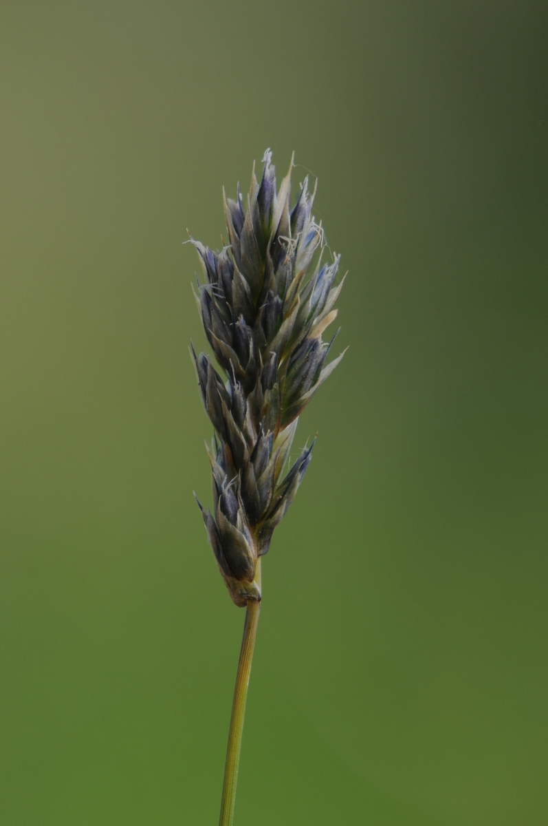 Blue Moor-grass (Sesleria caerulea), Gait Barrows