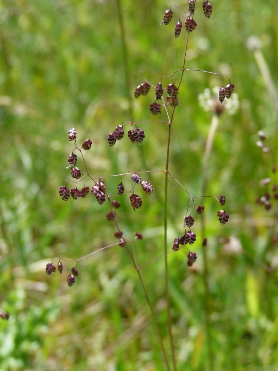 Quaking grass (Briza media), Old Moor