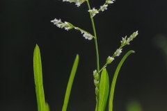 Annual Meadow-grass (Poa annua), Dinnington