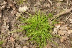 Annual Meadow Grass (Poa annua), King’s Wood