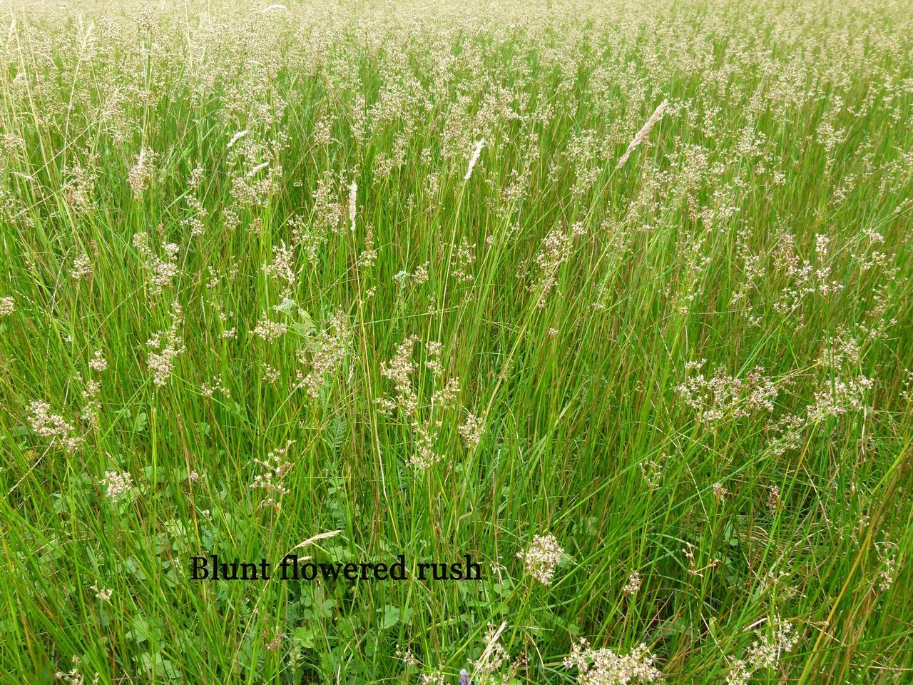 Blunt- flowered Rush (Juncus subnodulous), Shropshire.