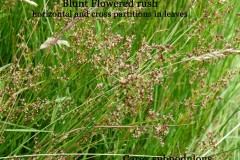 Blunt- flowered Rush (Juncus subnodulous), Shropshire