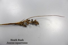 Heath Rush (Juncus squarrosus), Colmere