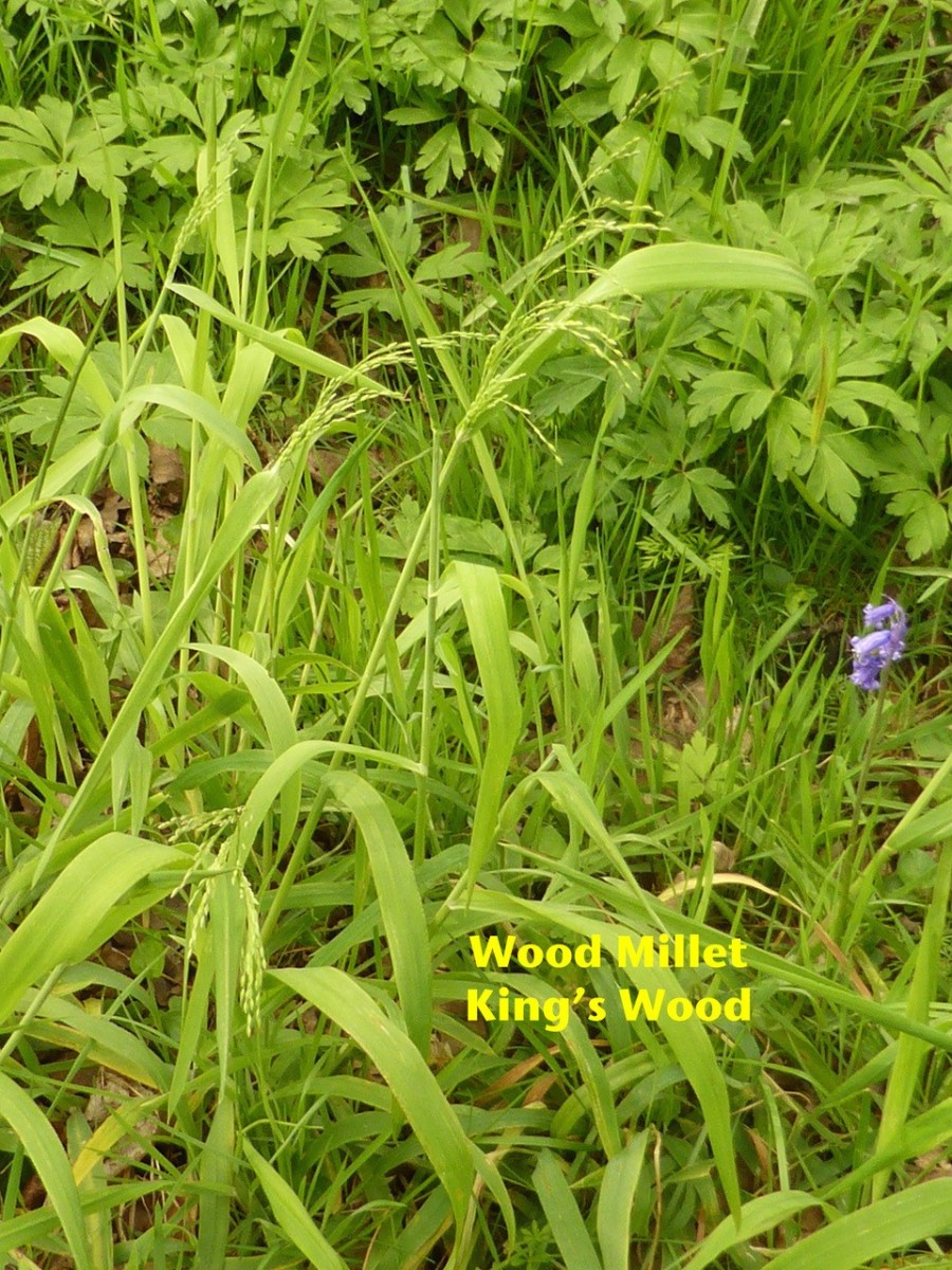 Wood Millet (Milium effusum), King’s Wood