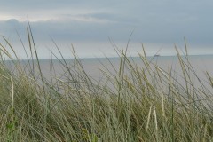 Lyme Grass (Leymus arenarius), Spurn