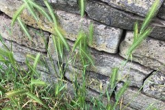 Wall Barley (Hordeum murinum), Grove Park