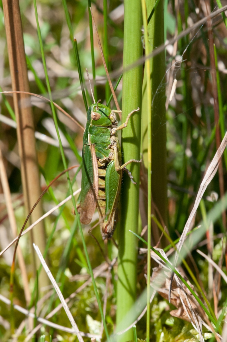 Omocestus viridulus - Common Green Grasshopper , NT Longshaw