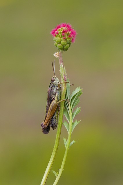 Omocestus viridulus, - Common Green Grasshopper,  Lindrick Common.