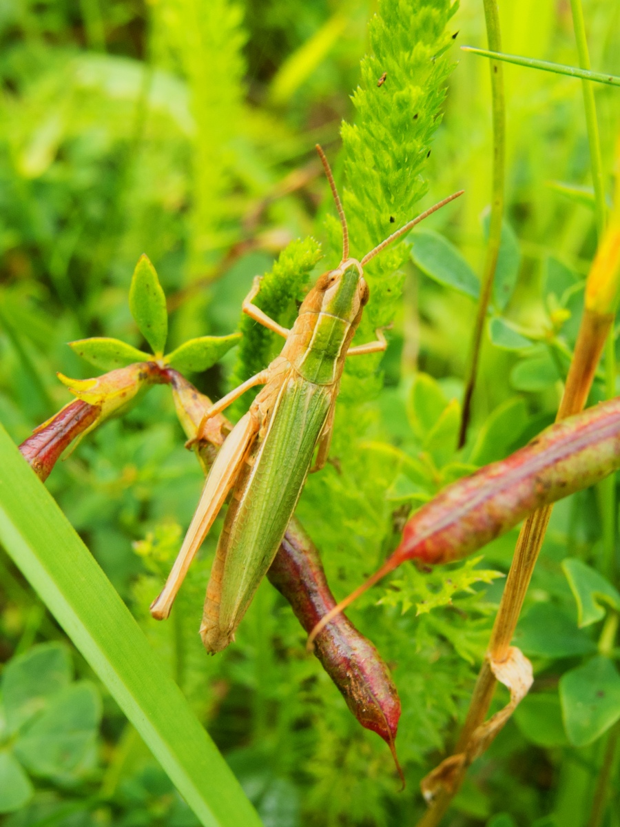 Chorthippus albomarginatus - Lesser Marsh Grasshopper, Danes Hill NR