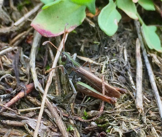 Myrmeleotettix maculatus, - Mottled Grasshopper, Budby South Forest, Notts.