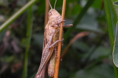 Chorthippus brunneus - Common Field Grasshopper, Lindrick Common