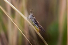 Omocestus viridulus, - Common Green Grasshopper,  Woodside Nurseries, Austerfield.