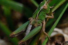 Omocestus viridulus - Common Green Grasshopper , NT Longshaw