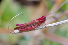 Chorthippus parallelus - Erythristic Meadow Grasshopper, Woodside Nurseries, Austerfield.