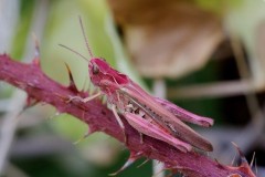 Chorthippus parallelus - Erythristic Meadow Grasshopper, Woodside Nurseries, Austerfield.