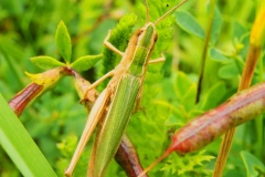 Chorthippus albomarginatus - Lesser Marsh Grasshopper, Danes Hill NR