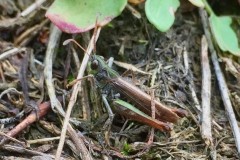 Myrmeleotettix maculatus, - Mottled Grasshopper, Budby South Forest, Notts.