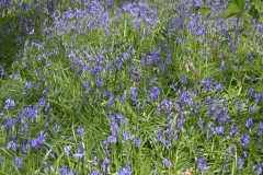 Bluebells in Hagg Wood