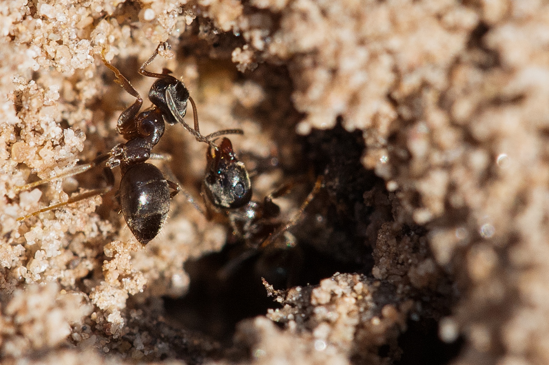 Lasius niger -  Black Garden Ant, Lound