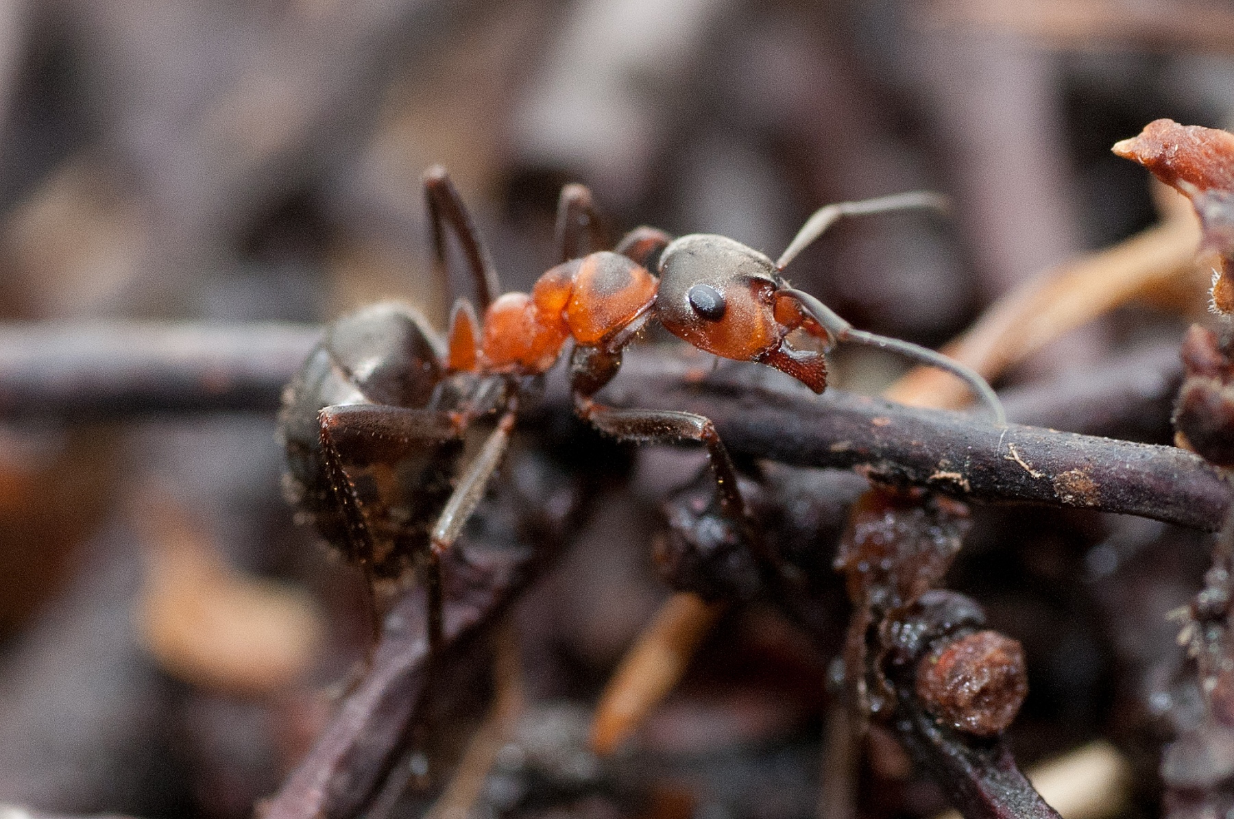 Formica rufa - Wood Ant , Longshaw NT