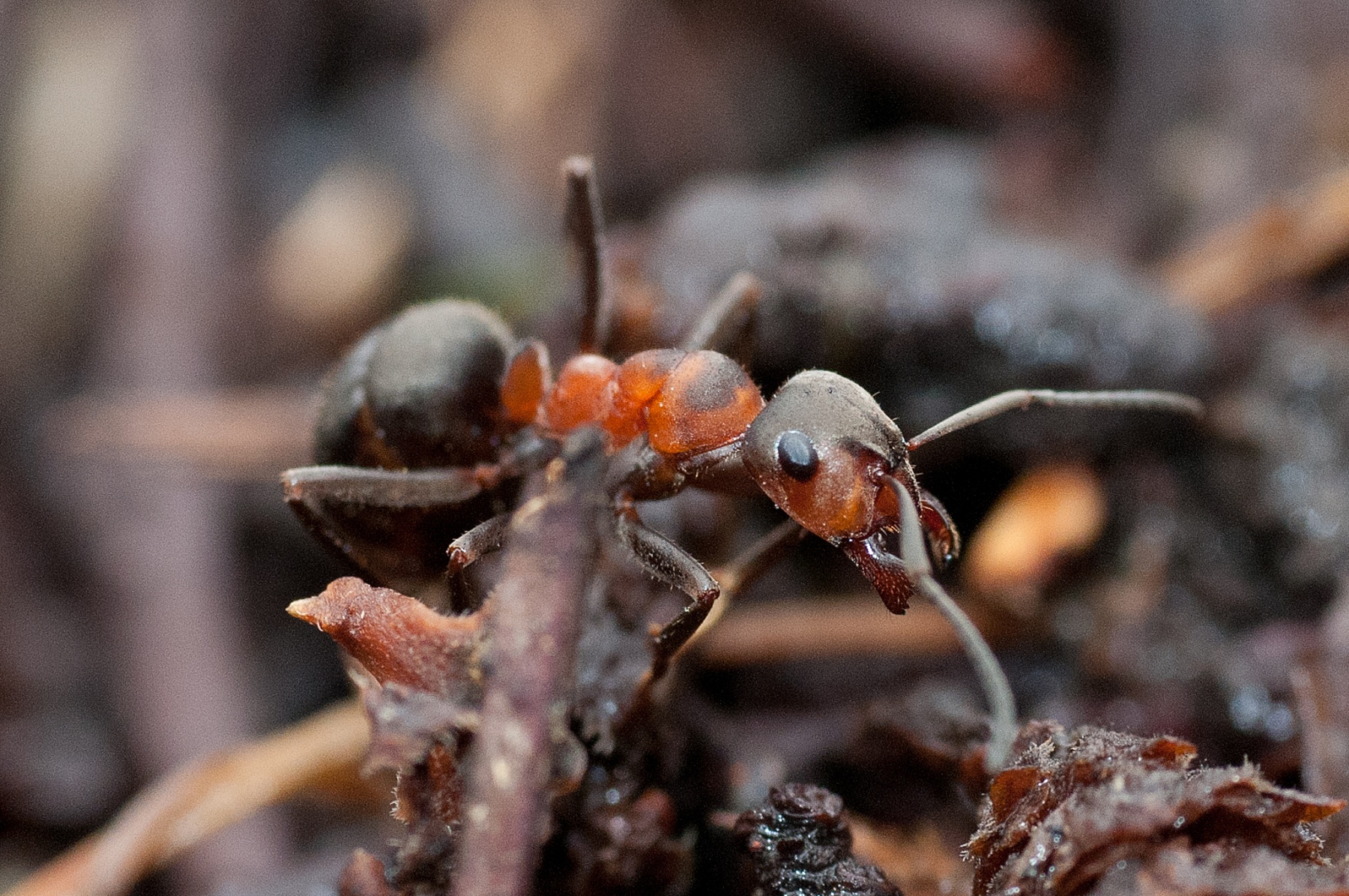 Formica rufa - Wood Ant , Longshaw NT