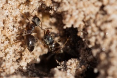 Lasius niger -  Black Garden Ant, Lound