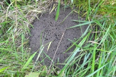Lasius flavus -  Yellow Meadow Ant, Lindrick