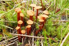 Unidentified Fungus on moss