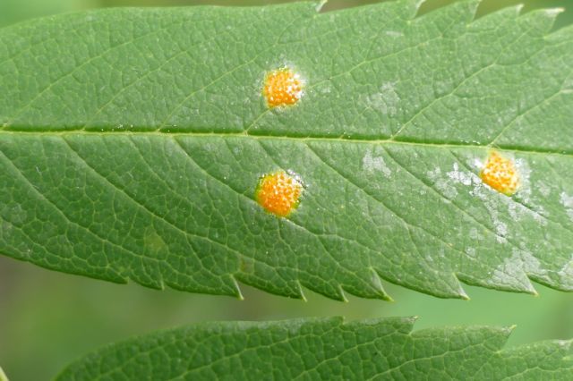 Gymnosporangium cornutum on Rowan leaf.