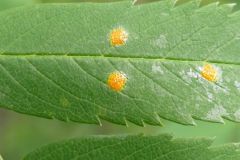 Gymnosporangium cornutum on Rowan leaf.