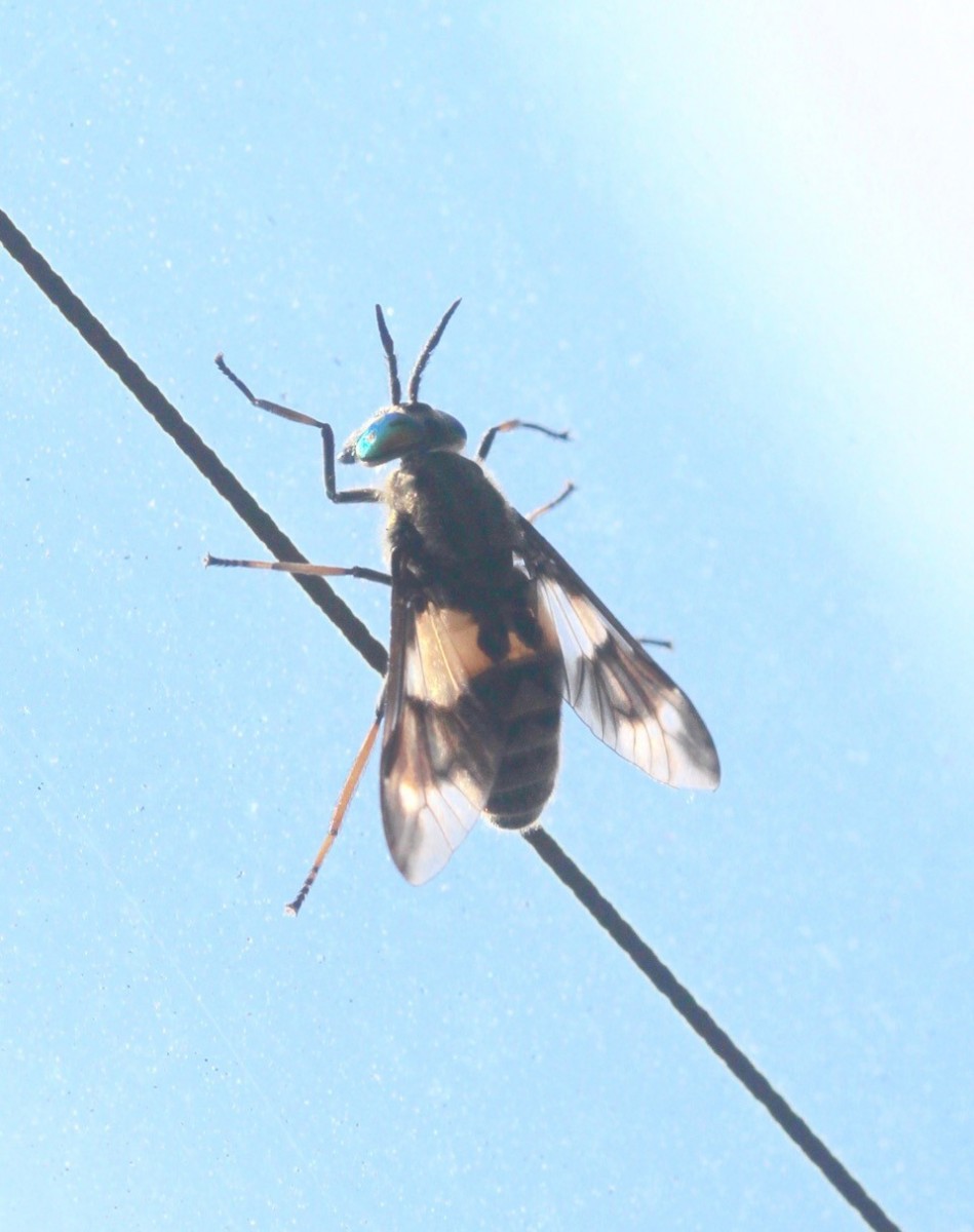 Unknown Fly on car window, near misson