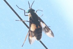 Unknown Fly on car window, near misson