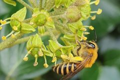 Female Honeybee - Apis mellifera on Ivy.