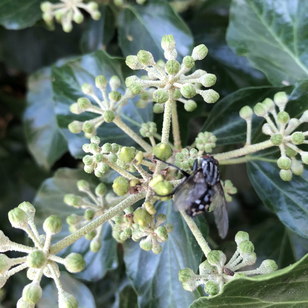 Common flesh Fly,Sarcophaga carnaria, 3.9.23, Thorne Rd, SE605055 on Ivy by Nora Boyle