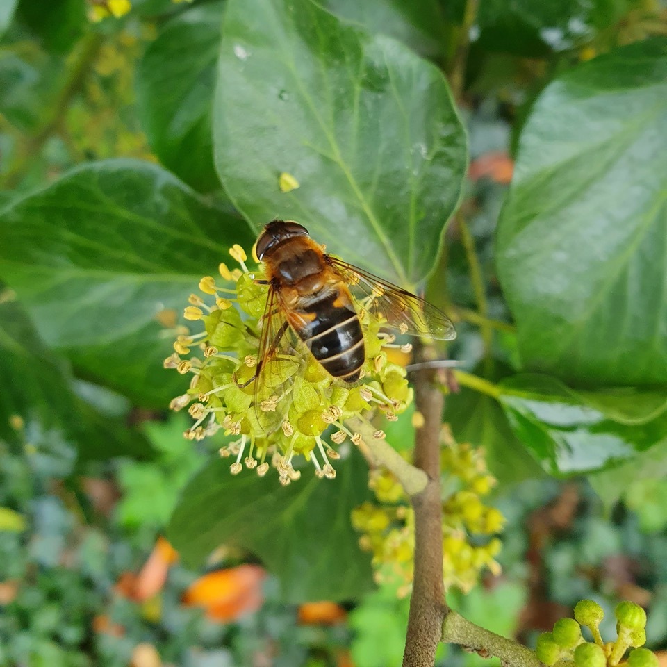 Drone fly, Eristalis tenax on ivy by Nora Boyle. 18.11.23 Thorne Rd.