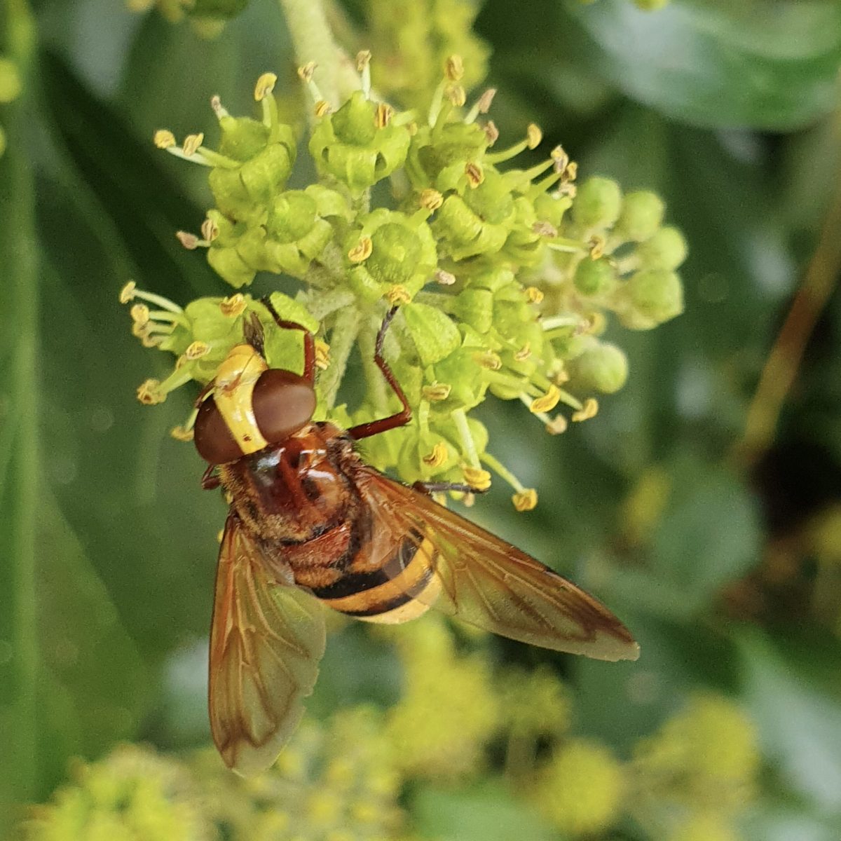 Hornet-mimic-Volucella-zonariaon-Ivy-by-Nora-Boyle.-17.9.23-Thorne-Rd-scaled