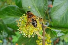 Drone fly, Eristalis tenax on ivy by Nora Boyle. 18.11.23 Thorne Rd.